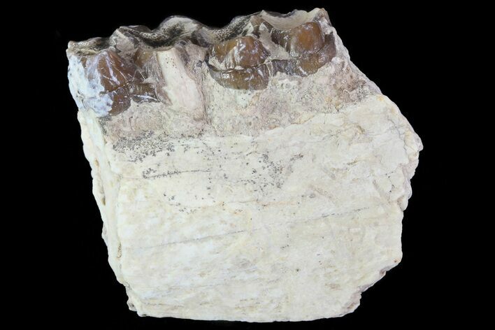 Oligocene Horse (Mesohippus) Jaw Section #81493